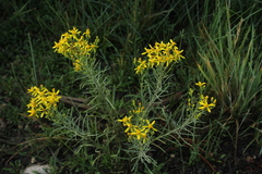 Senecio spartioides