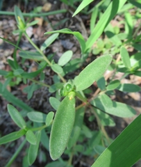 Portulaca umbraticola