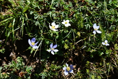 Ranunculaceae