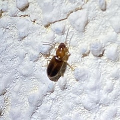 Stenolophini