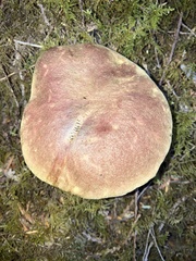 Boletus smithii