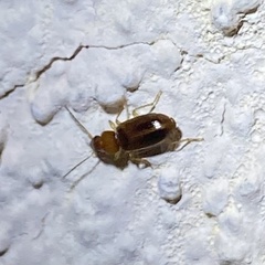 Stenolophini