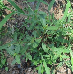 Portulaca umbraticola