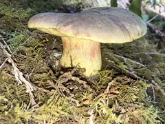 Boletus smithii