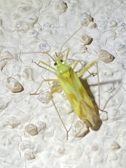 Phytocoris laevis