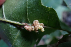 Callirhytis piperoides