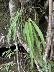Pitcairnia