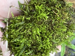 Pseudanomodon attenuatus