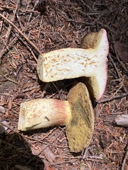 Boletus smithii