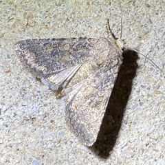 Protorthodes alfkenii