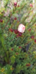 Adenandra uniflora