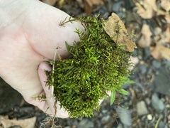 Pseudanomodon attenuatus