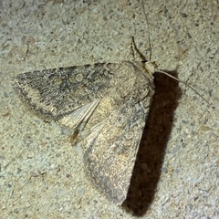 Protorthodes alfkenii