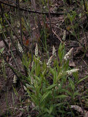 Polygala senega