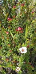 Adenandra uniflora