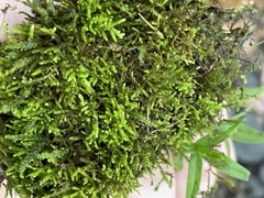 Pseudanomodon attenuatus