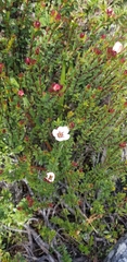 Adenandra uniflora
