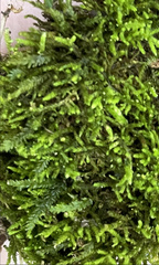 Pseudanomodon attenuatus