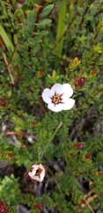 Adenandra uniflora