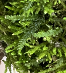 Pseudanomodon attenuatus