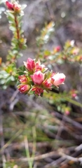 Adenandra uniflora