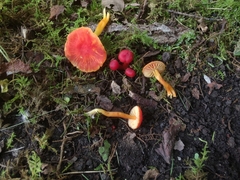Hygrocybe minutula