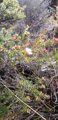 Adenandra uniflora