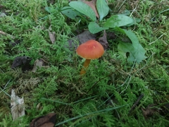 Hygrocybe minutula