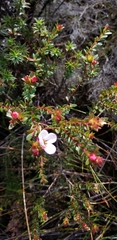 Adenandra uniflora