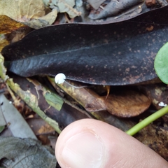 Mycena tenerrima