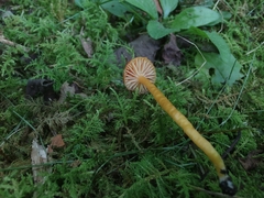Hygrocybe minutula