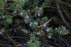 Astragalus kentrophyta