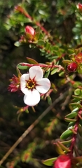 Adenandra uniflora