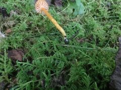 Hygrocybe minutula