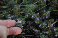 Astragalus kentrophyta