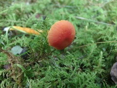 Hygrocybe minutula