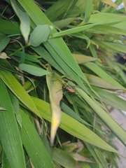 Zelus longipes