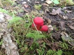 Hygrocybe minutula