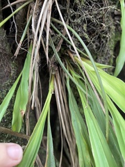 Pitcairnia