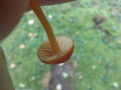 Hygrocybe minutula