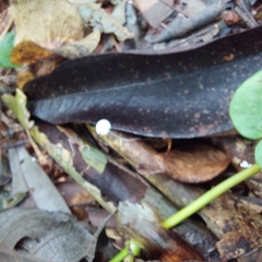 Mycena tenerrima