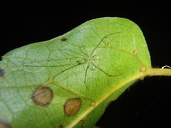 Thwaitesia nigronodosa