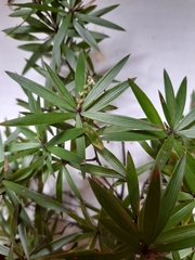Leucopogon fasciculatus