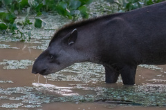 Tapirus terrestris