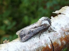 Agrotis venerabilis