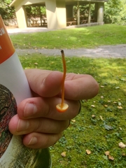 Hygrocybe minutula