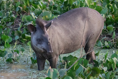 Tapirus terrestris