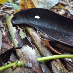 Mycena tenerrima