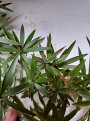 Leucopogon fasciculatus