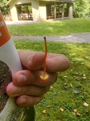 Hygrocybe minutula